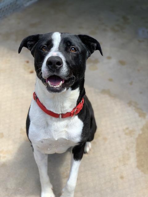 Frankie, Adopted, Adult Male Pit Bull Terrier.