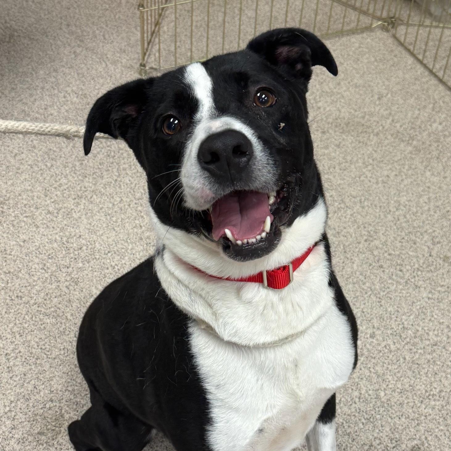 Enlarge Frankie, a Adoptable Pit Bull Terrier in Teterboro, NJ image 1/1
