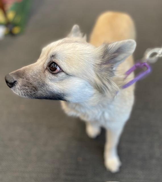 Peaches, adopted, Adult Female American Eskimo Dog.