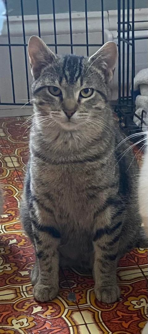 Lapis, Adopted, Young Male Domestic Short Hair.