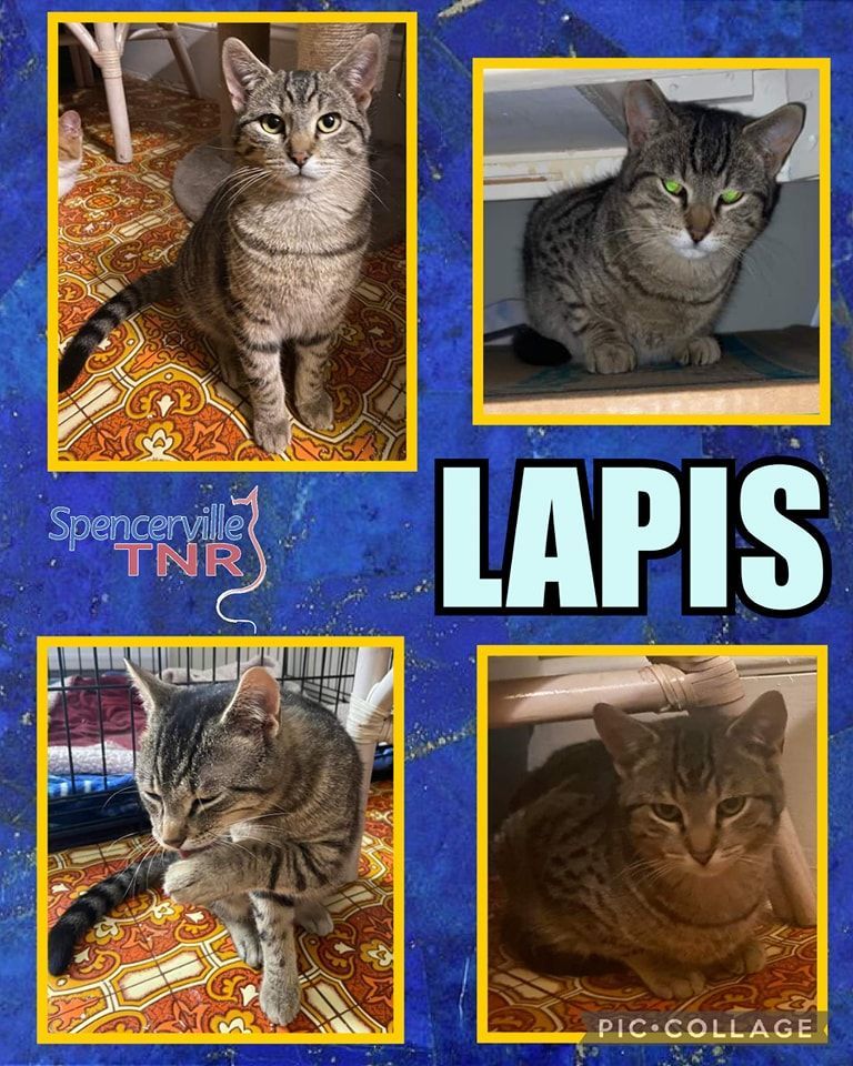 Enlarge Lapis, a Adopted Domestic Short Hair in Spencerville, ON image 2/5