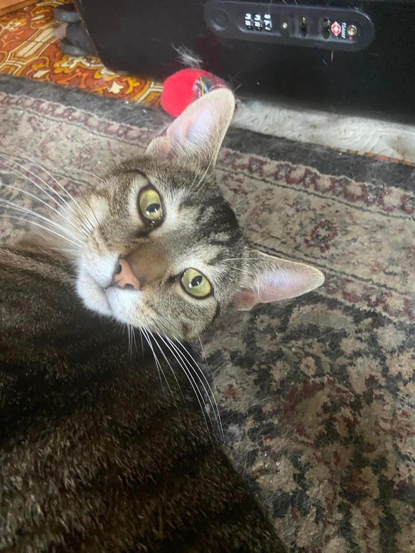 Enlarge Lapis, a Adopted Domestic Short Hair in Spencerville, ON image 3/5