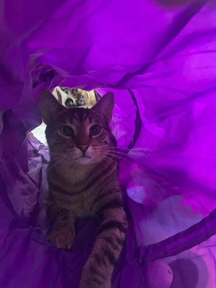 Enlarge Lapis, a Adopted Domestic Short Hair in Spencerville, ON image 4/5