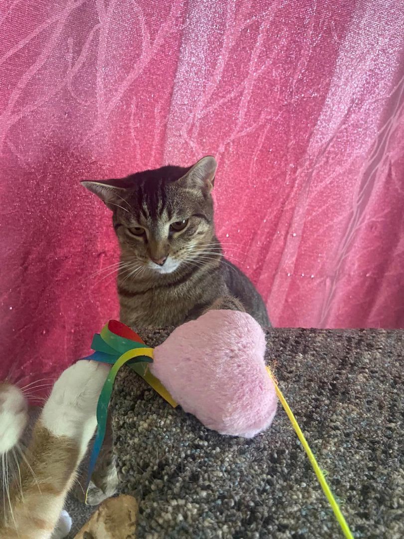 Enlarge Lapis, a Adopted Domestic Short Hair in Spencerville, ON image 5/5