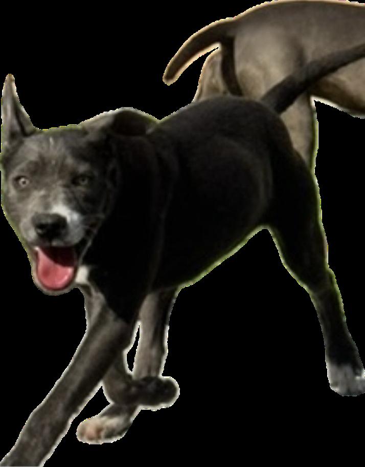 BoPeep, ADOPTABLE, Young Female Labrador Retriever.