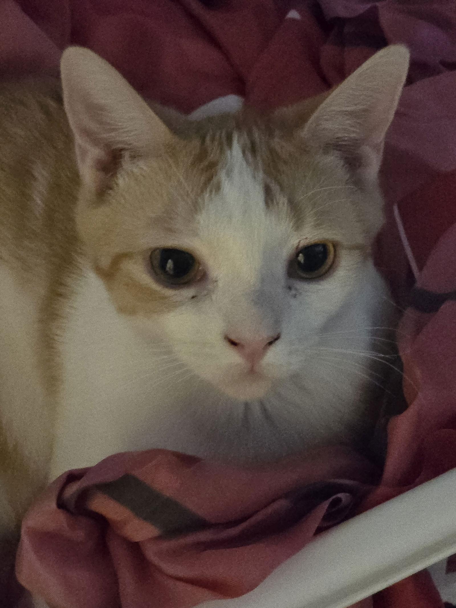 Enlarge Macaroni, a Adoptable Domestic Short Hair in Glendale, AZ image 1/3