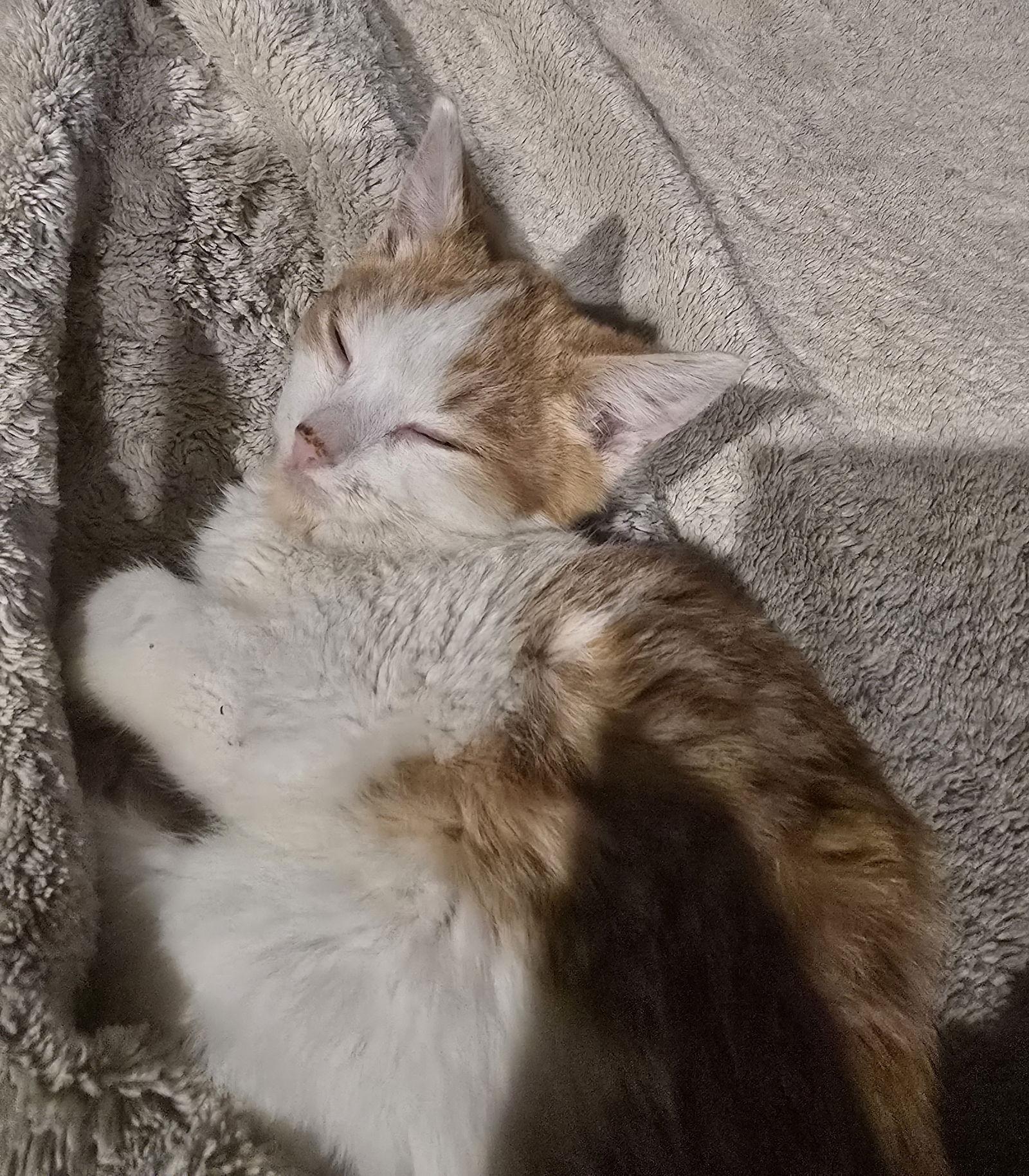 Enlarge Macaroni, a Adoptable Domestic Short Hair in Glendale, AZ image 2/3