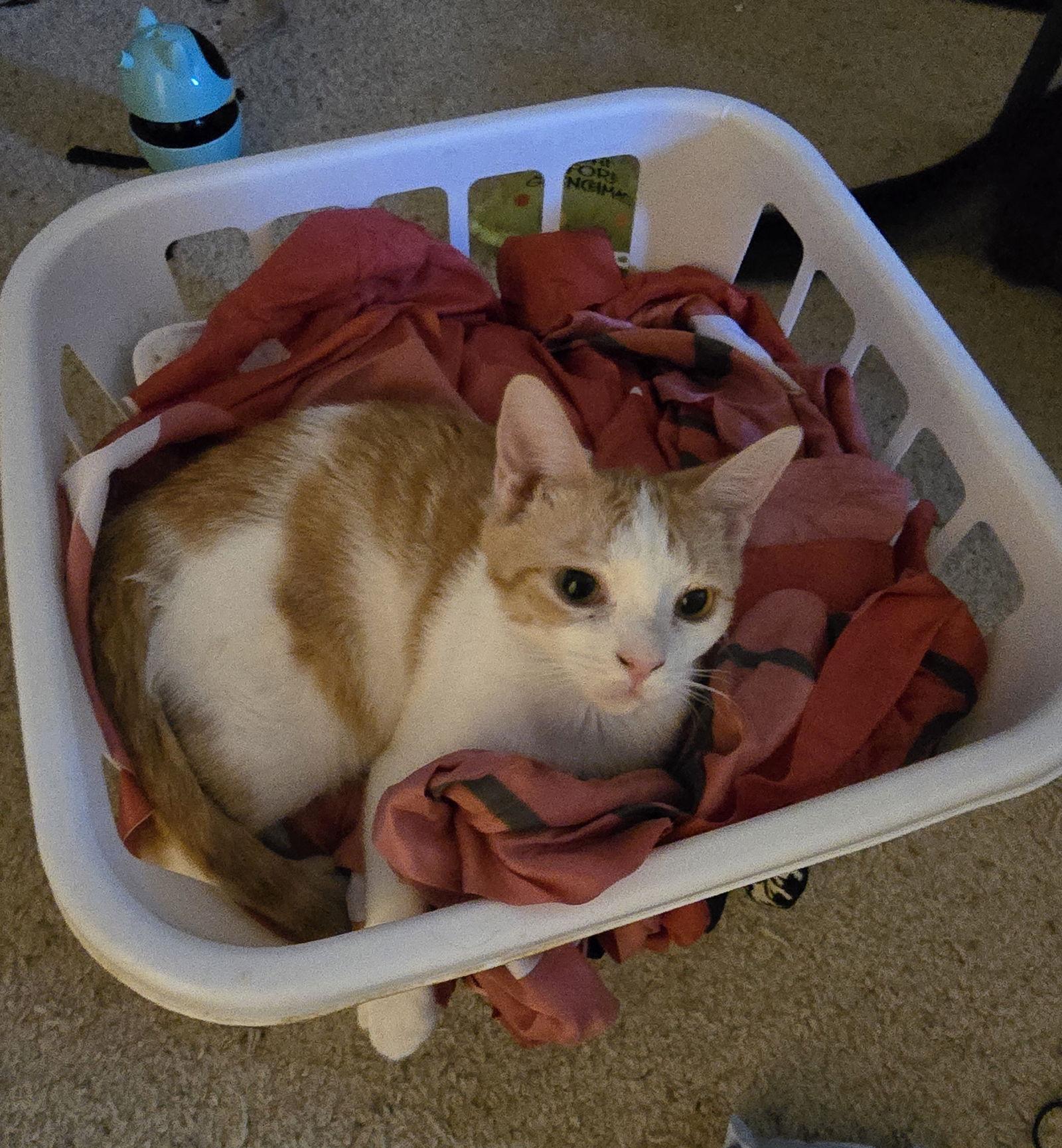 Enlarge Macaroni, a Adoptable Domestic Short Hair in Glendale, AZ image 3/3