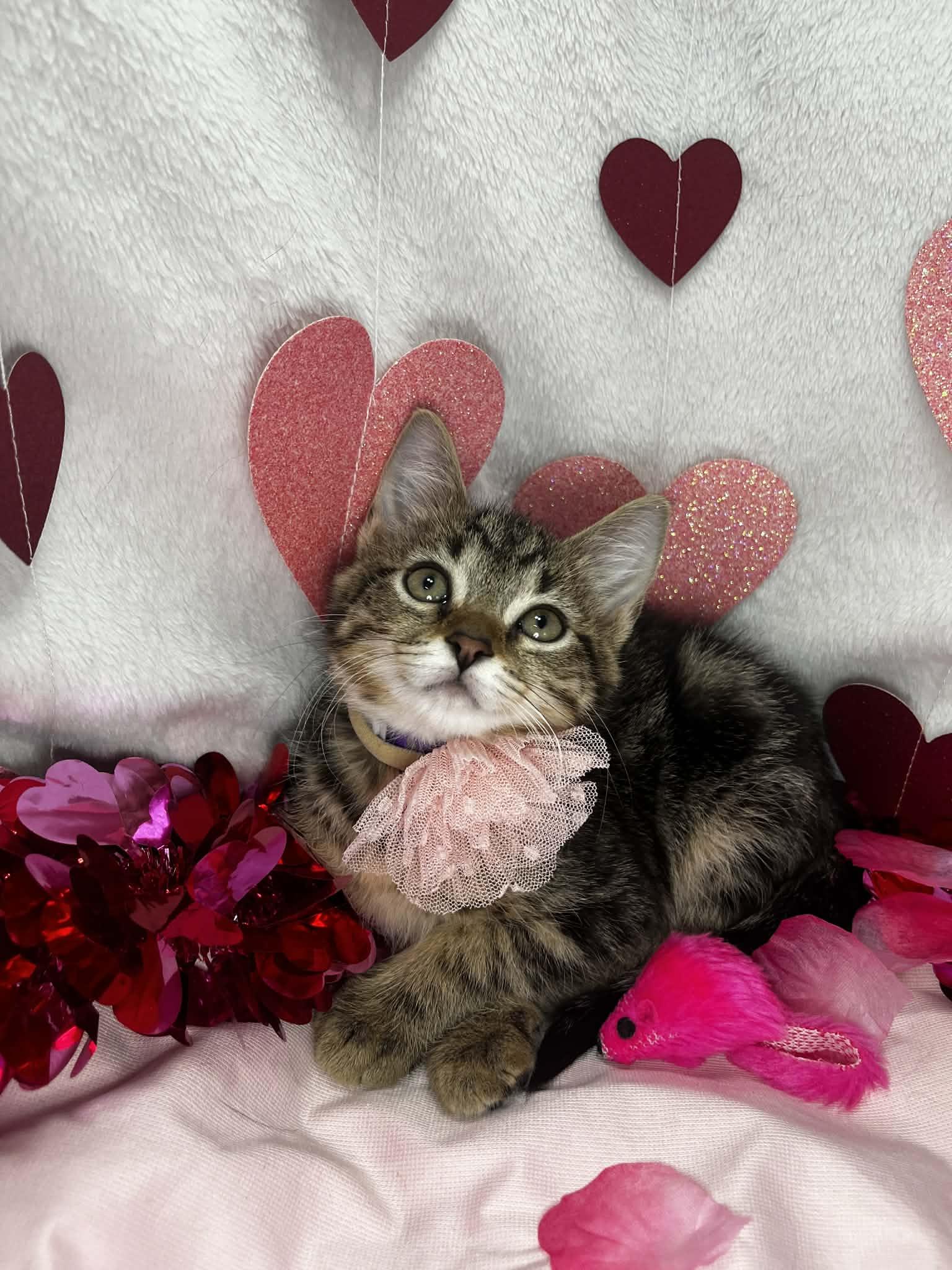Maddison, ADOPTABLE, Kitten Female Tabby.