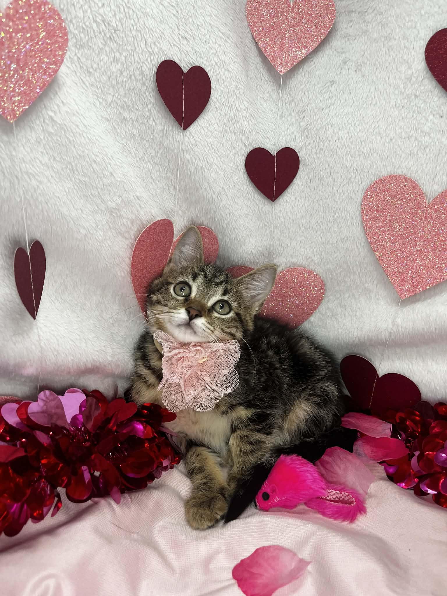 Enlarge Maddison, a ADOPTABLE Tabby in Tavares, FL image 3/3