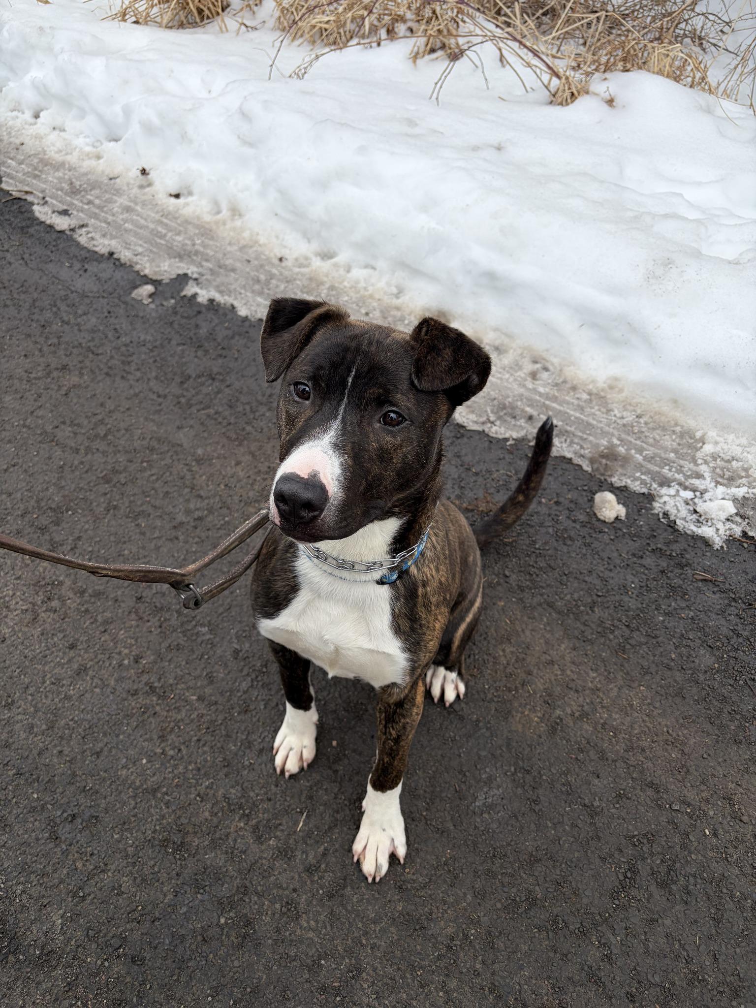 Enlarge Wade, a ADOPTABLE Mixed Breed in Elmira, NY image 2/2