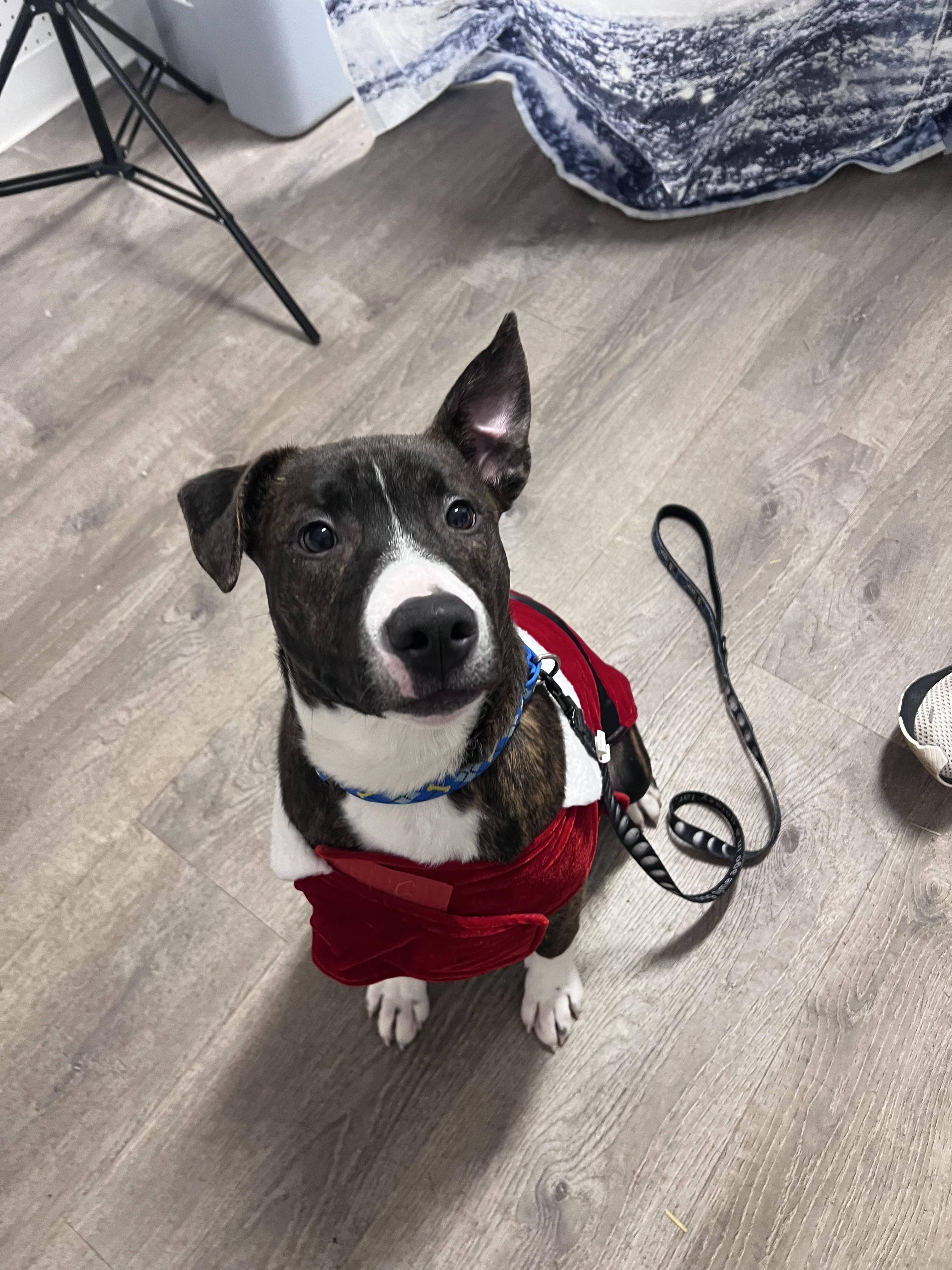 Enlarge Wade, a ADOPTABLE Mixed Breed in Elmira, NY image 1/2