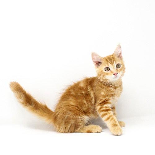 Esther, Adopted, Kitten Female Domestic Long Hair.