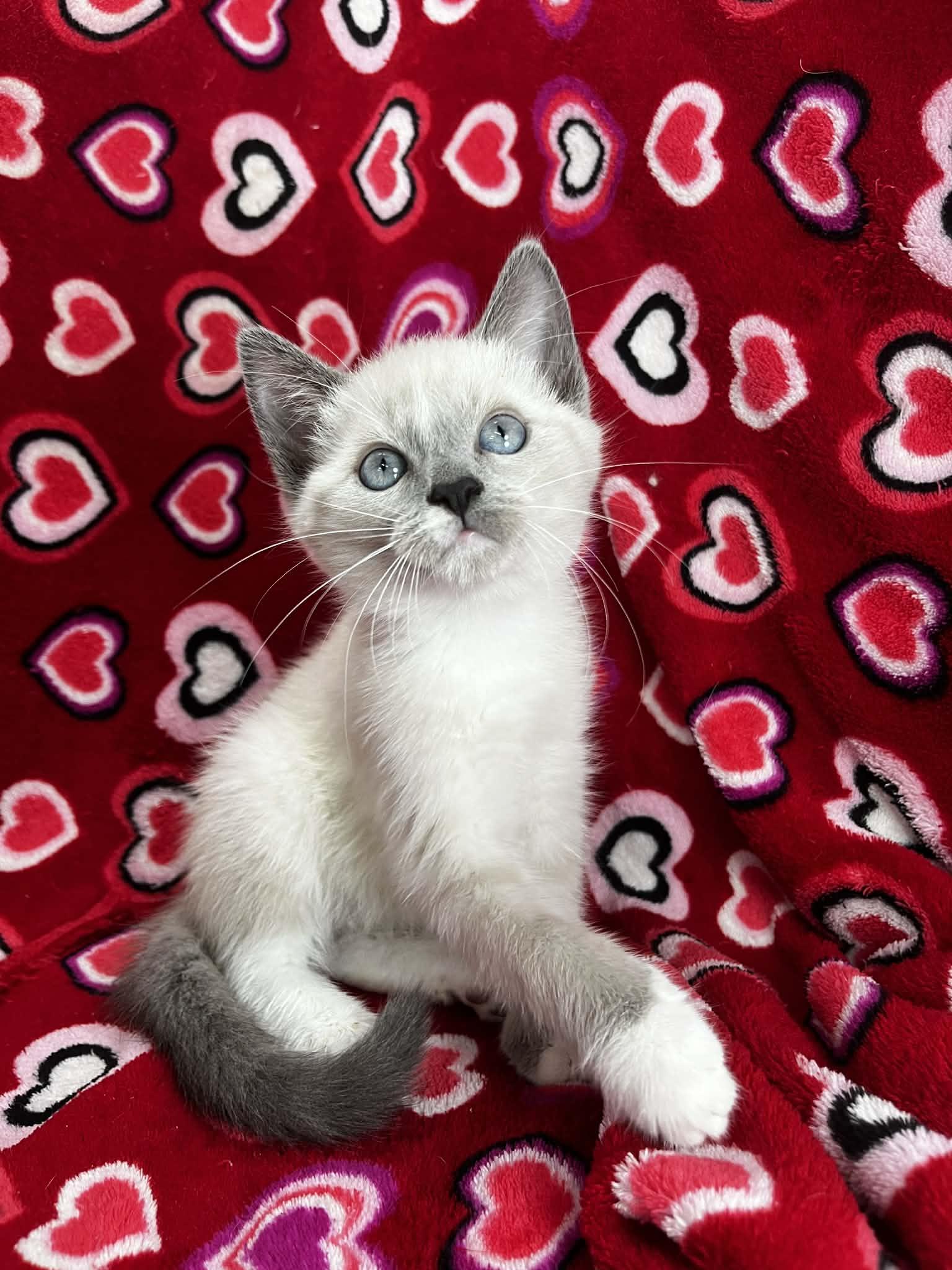 Shakila , adopted, Kitten Female Snowshoe & Siamese.