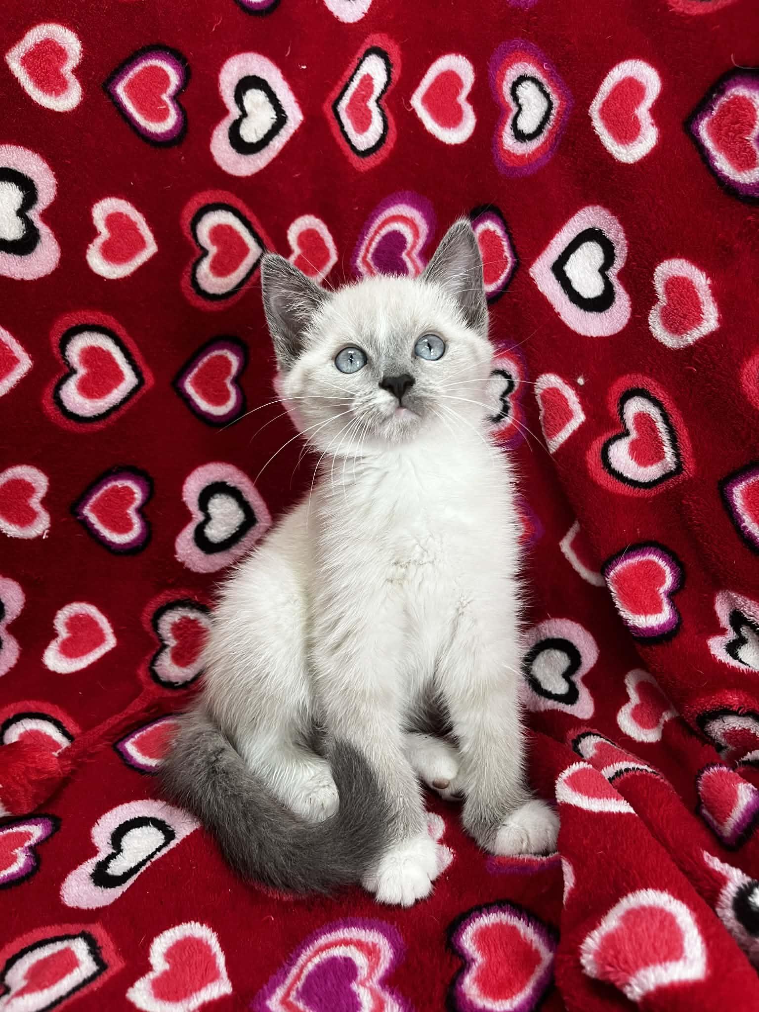 Shakila , an adopted mixed breed in Tavares, FL image 3/3