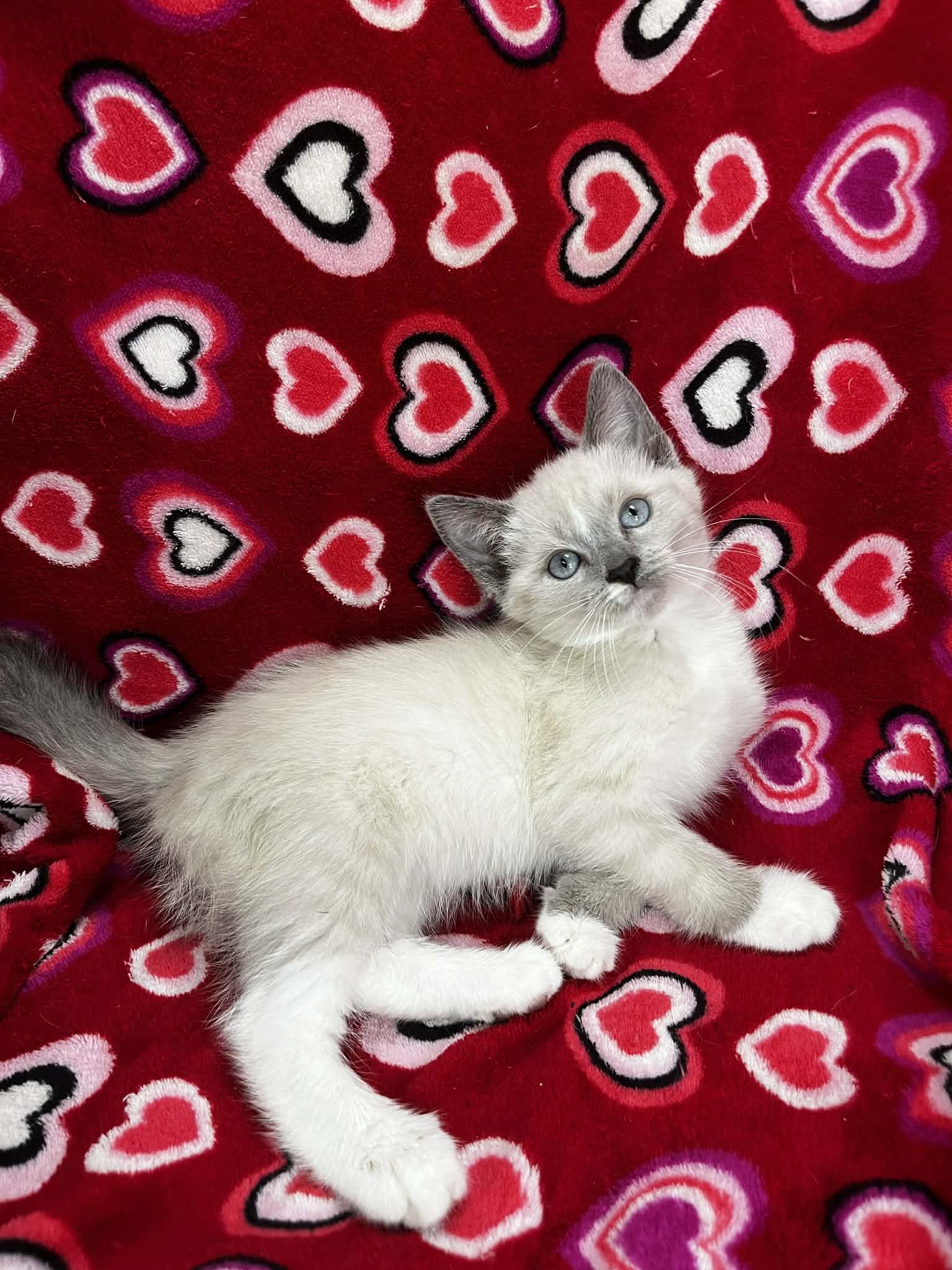 Shakila , an adopted mixed breed in Tavares, FL image 2/3