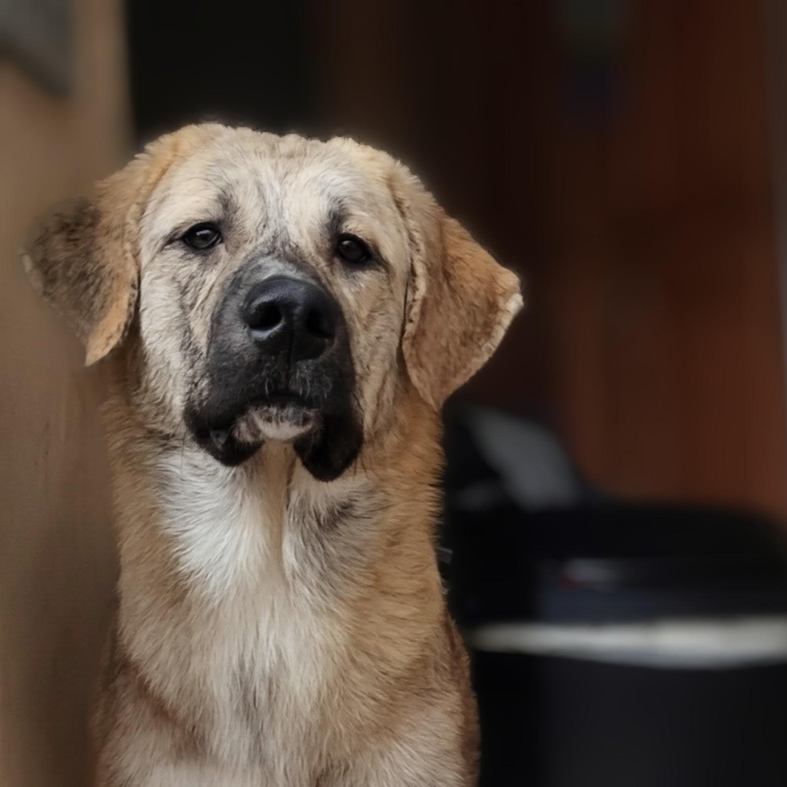 Colleen, a ADOPTABLE Anatolian Shepherd in Carson, MS image 1/2