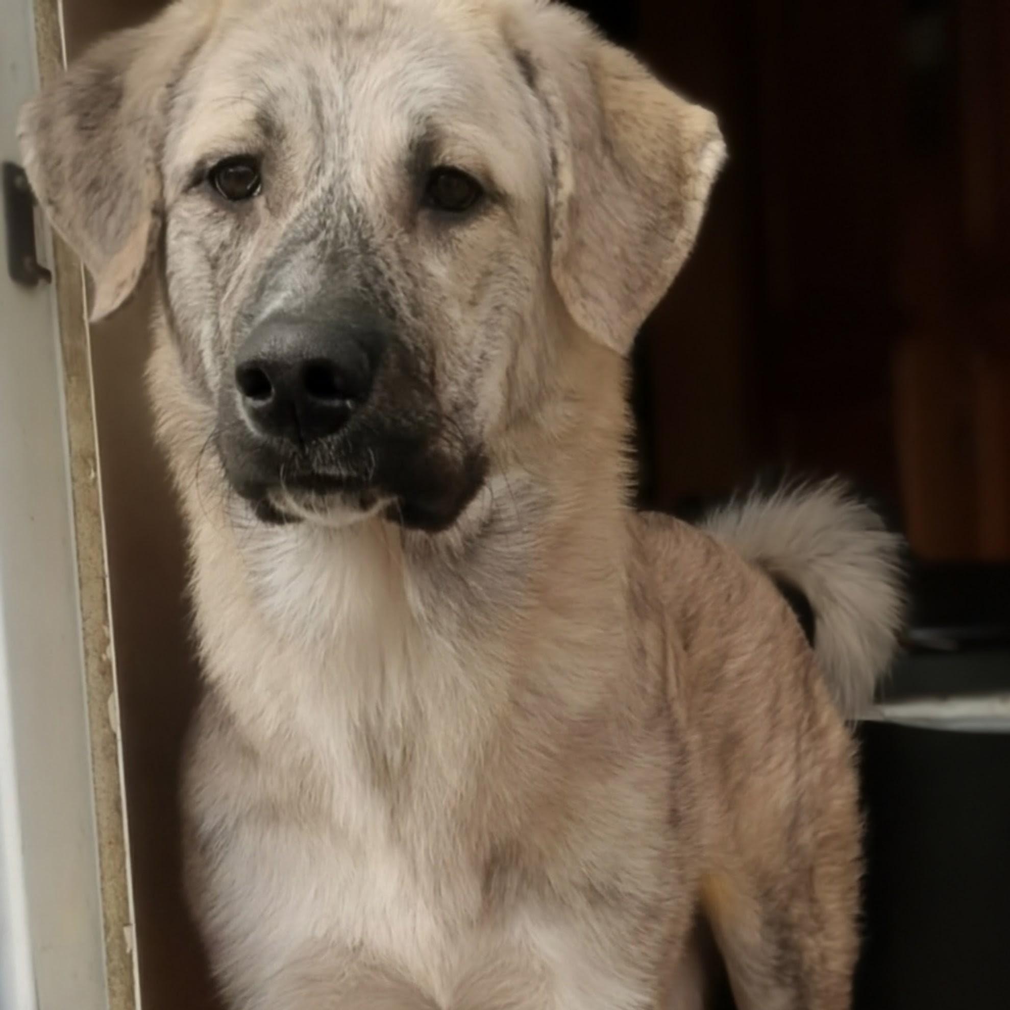 Colleen, a ADOPTABLE Anatolian Shepherd in Carson, MS image 2/2