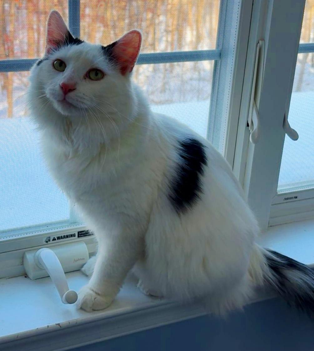 Enlarge Harry, a Adoptable mixed breed in Boiling Springs, PA image 1/5
