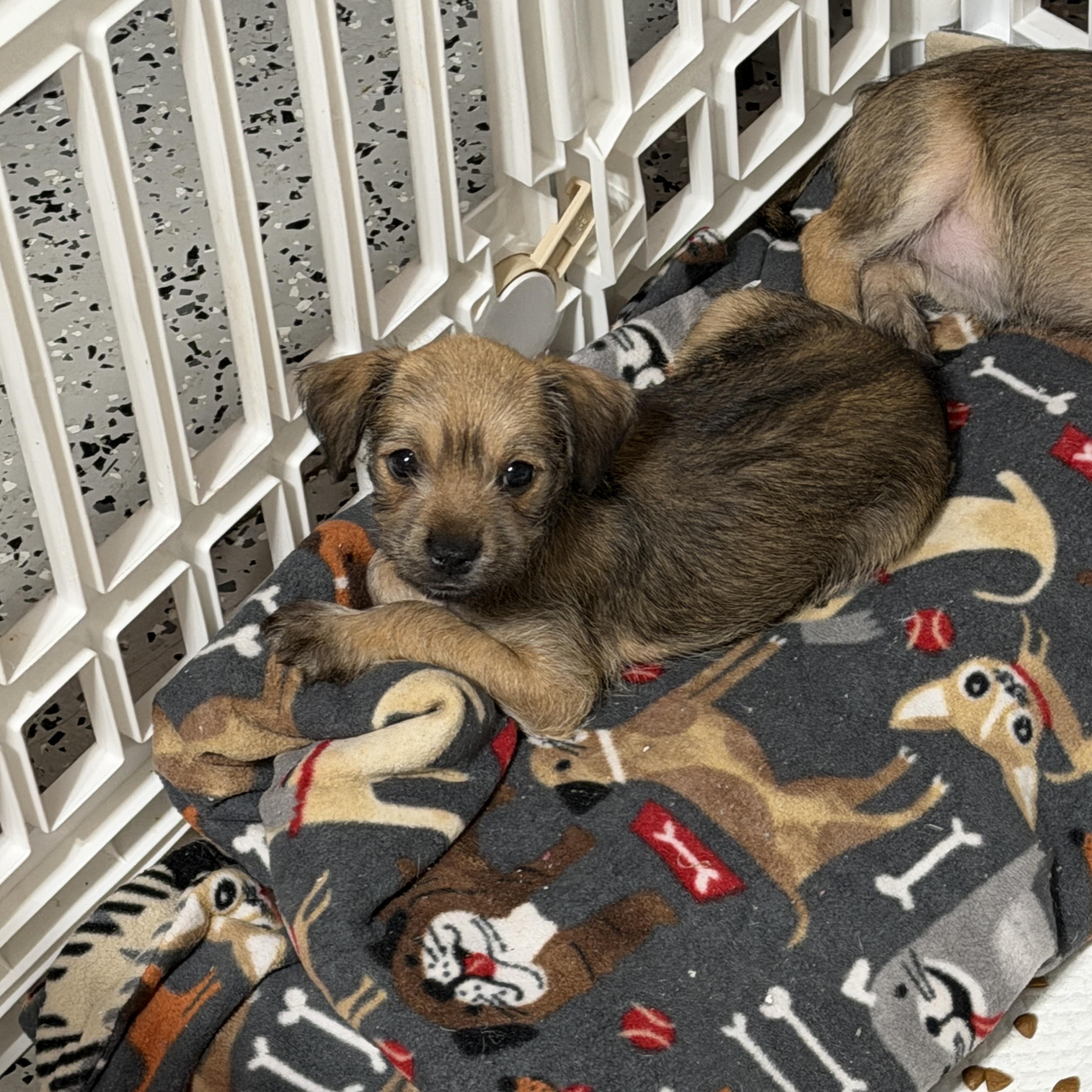 Enlarge Ella, a ADOPTABLE mixed breed in LEHIGH ACRES, FL image 1/5