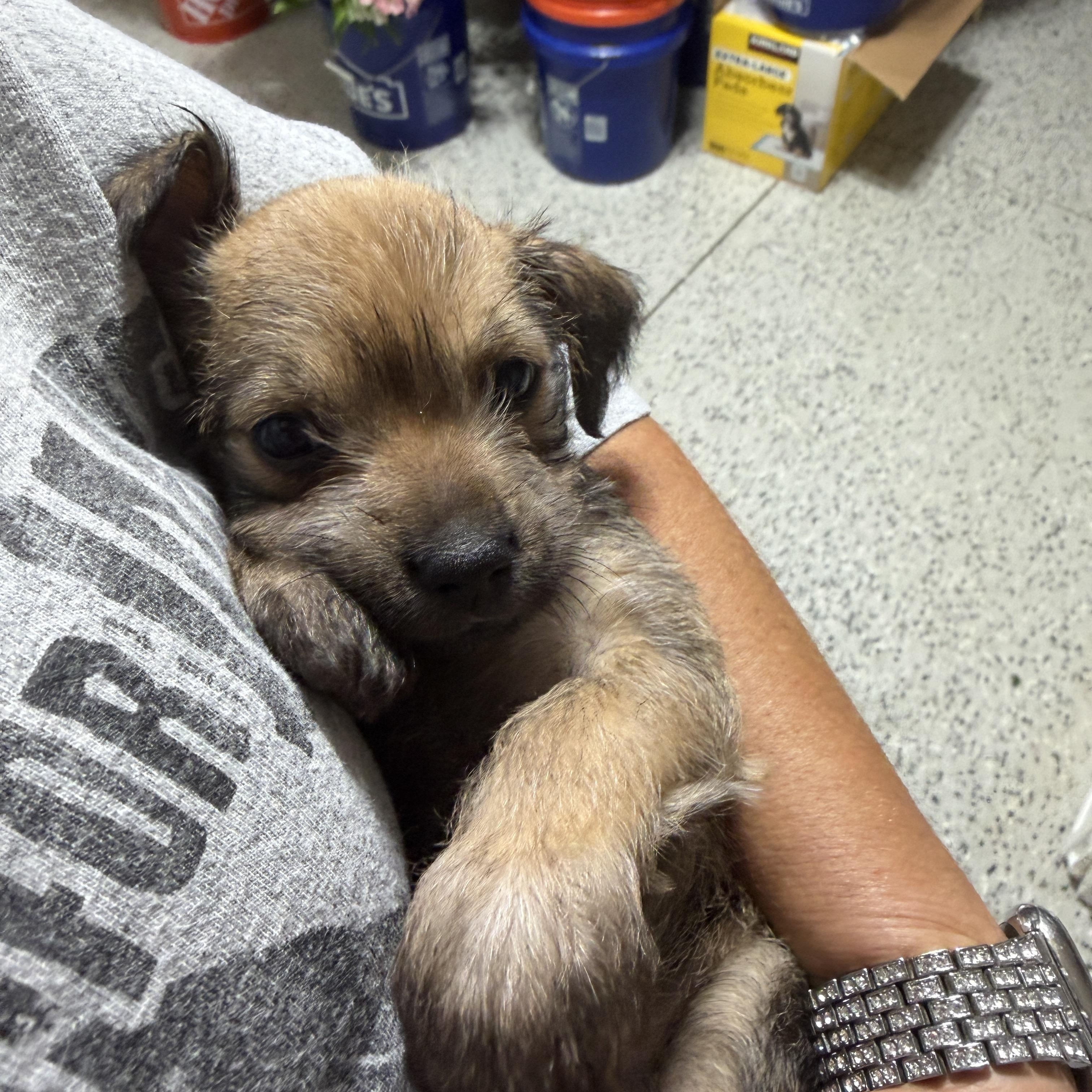 Enlarge Ella, a ADOPTABLE mixed breed in LEHIGH ACRES, FL image 5/5