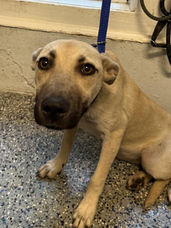 Enlarge Squirrel, a Adoptable mixed breed in Mobile, AL image 1/1