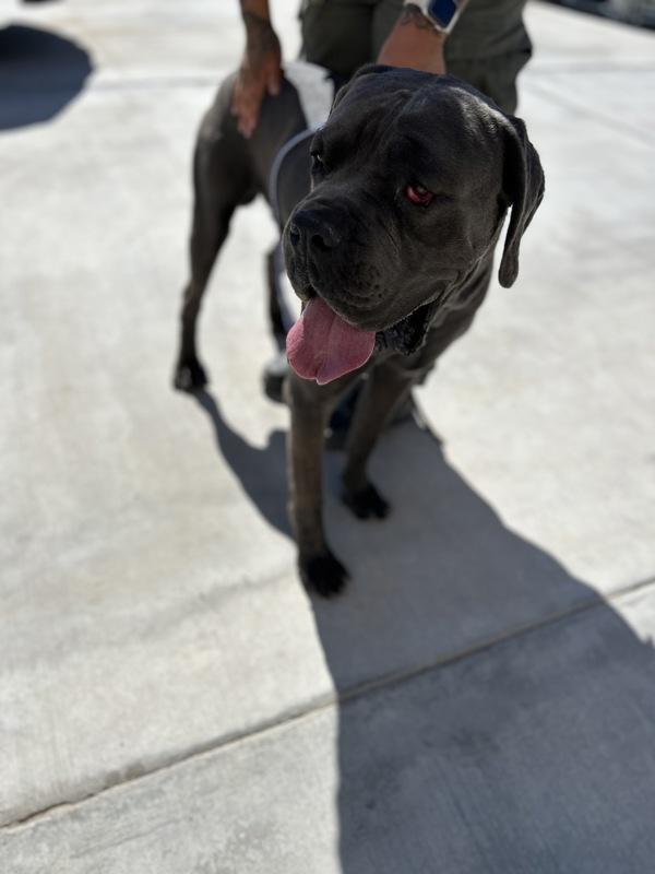Enlarge Hawk, a Adoptable mixed breed in Victorville, CA image 1/1