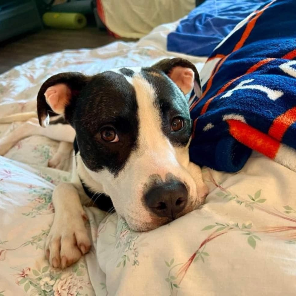 Dog for adoption - Charlie, a Staffordshire Bull Terrier Mix in Hamel ...
