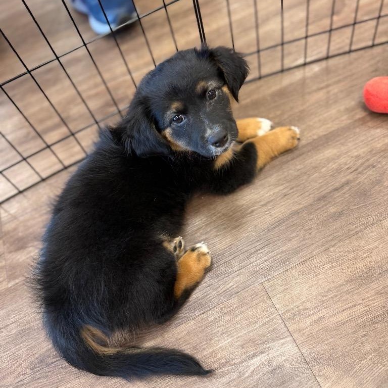 Shawarma, Baby Female unknown