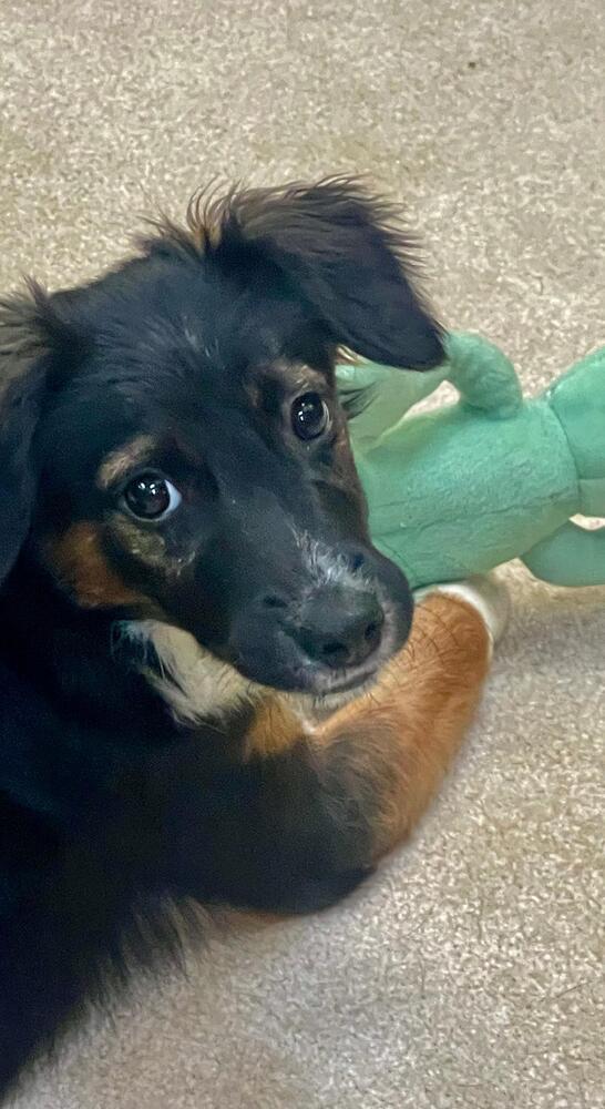 Pup Jeremy photo
