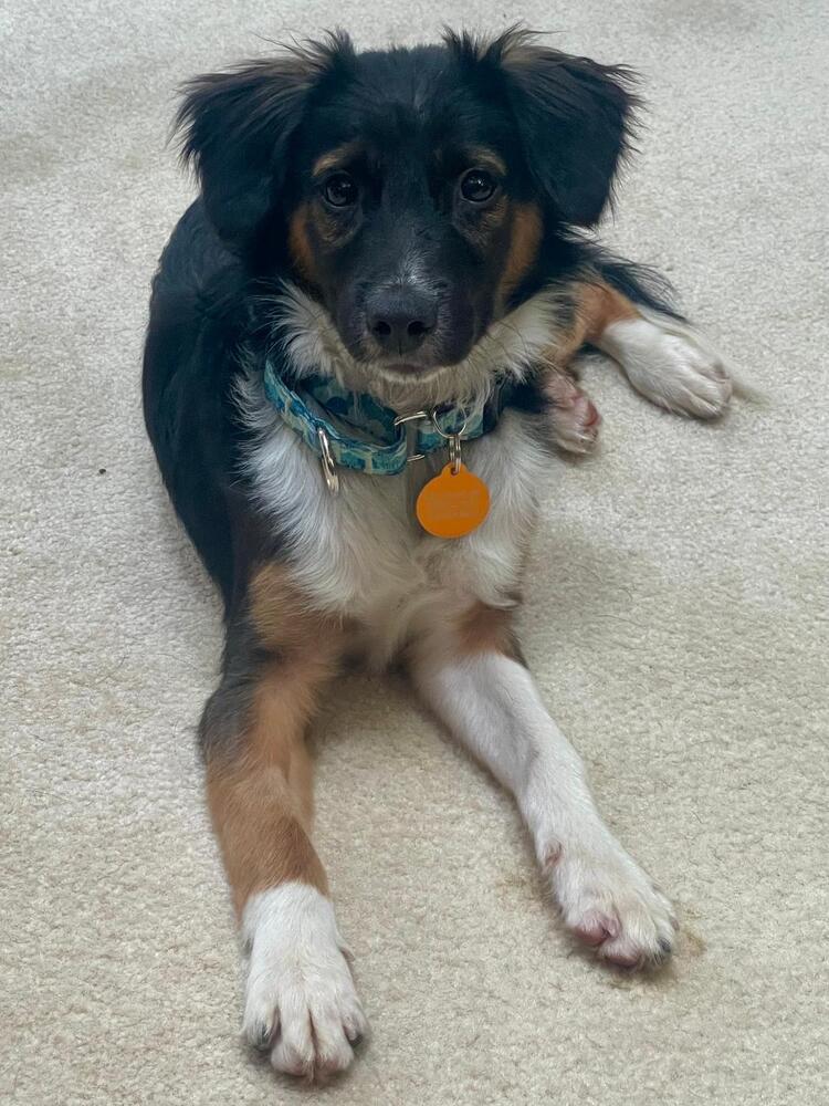 Enlarge Pup Jeremy, a Adoptable mixed breed in Washington, DC image 3/5