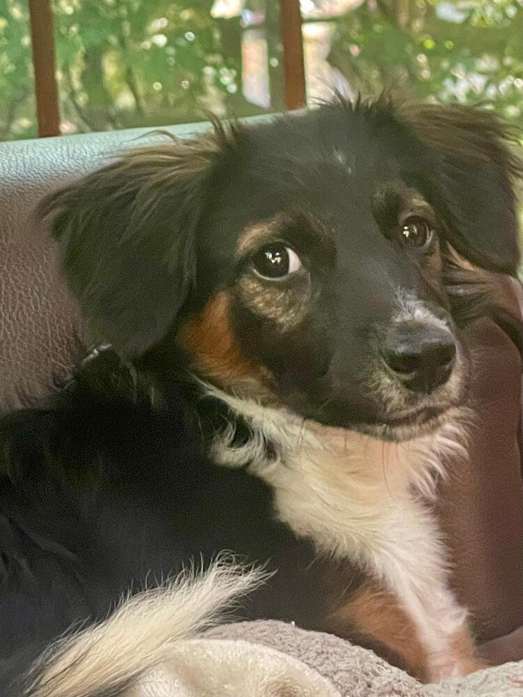 Enlarge Pup Jeremy, a Adoptable mixed breed in Washington, DC image 5/5