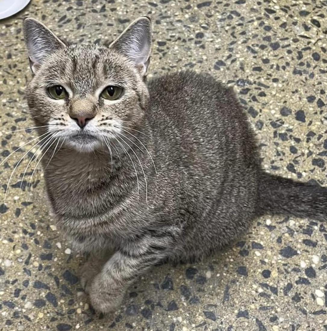 Waffles, Adoptable, Adult Female Domestic Short Hair.