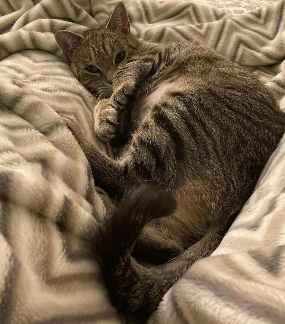 Enlarge Waffles, a Adoptable Domestic Short Hair in Long Beach, NY image 3/6