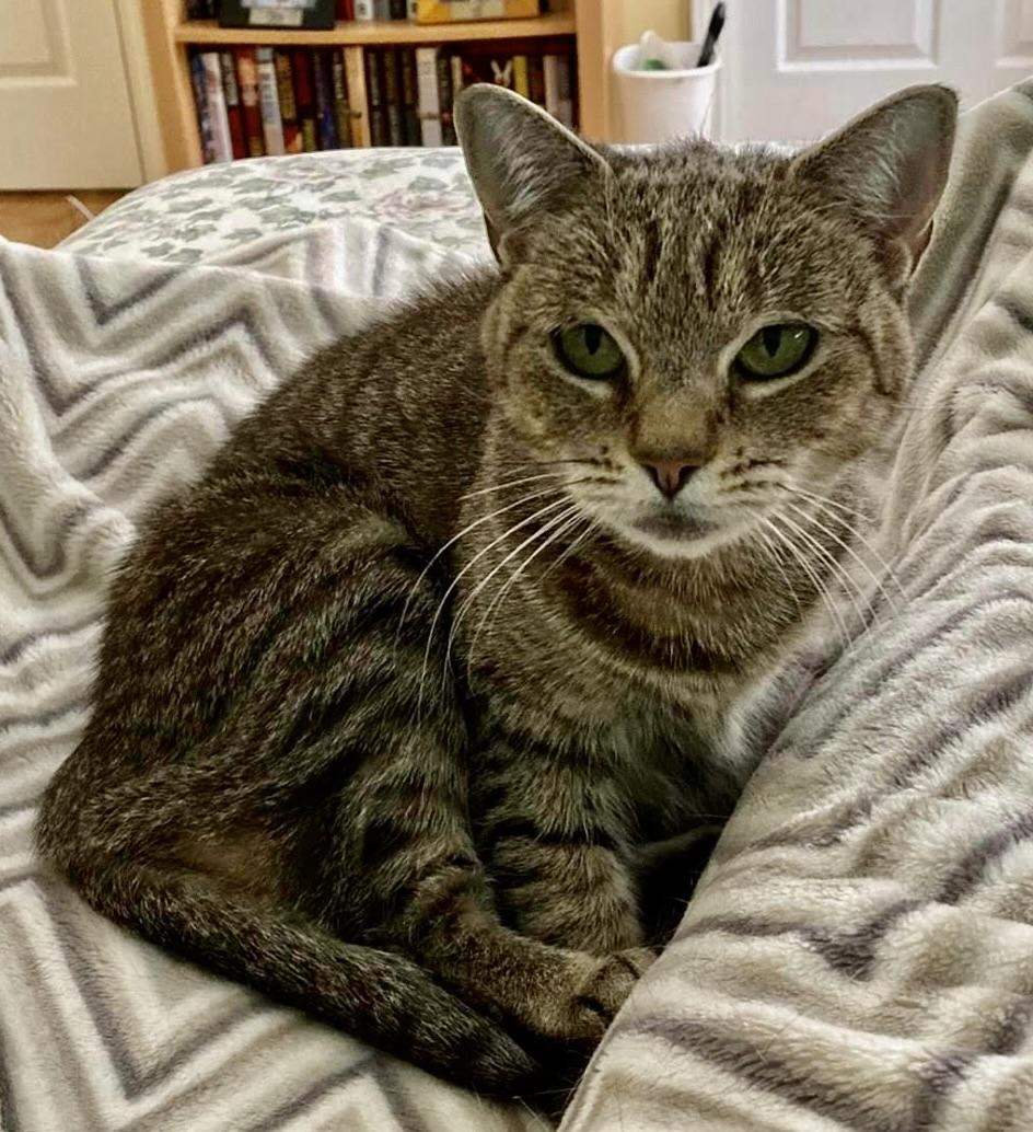 Enlarge Waffles, a Adoptable Domestic Short Hair in Long Beach, NY image 6/6