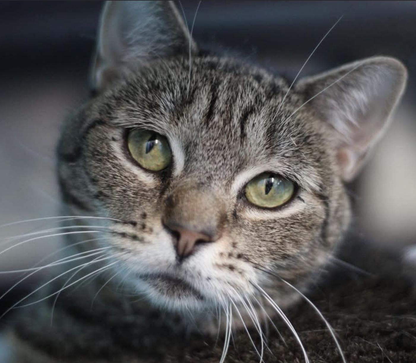 Enlarge Waffles, a Adoptable Domestic Short Hair in Long Beach, NY image 5/6