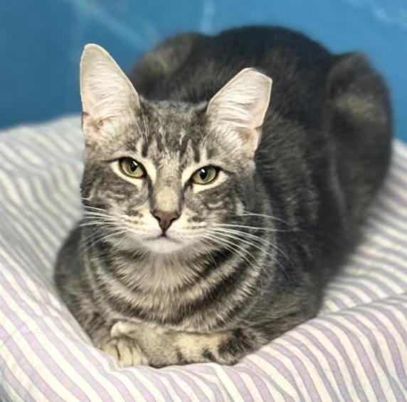 Waffles, Adoptable, Adult Female Domestic Short Hair.
