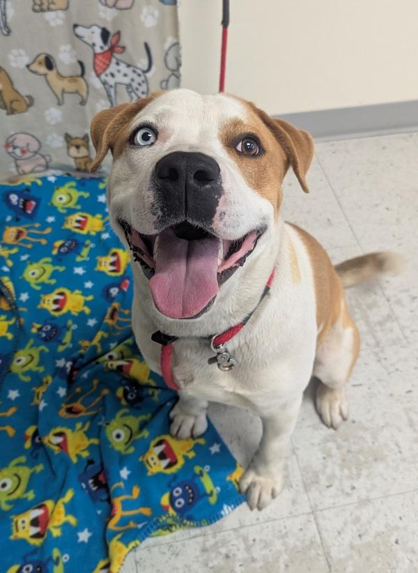 Enlarge *Geronimo*, a Adoptable mixed breed in Salt Lake City, UT image 1/1