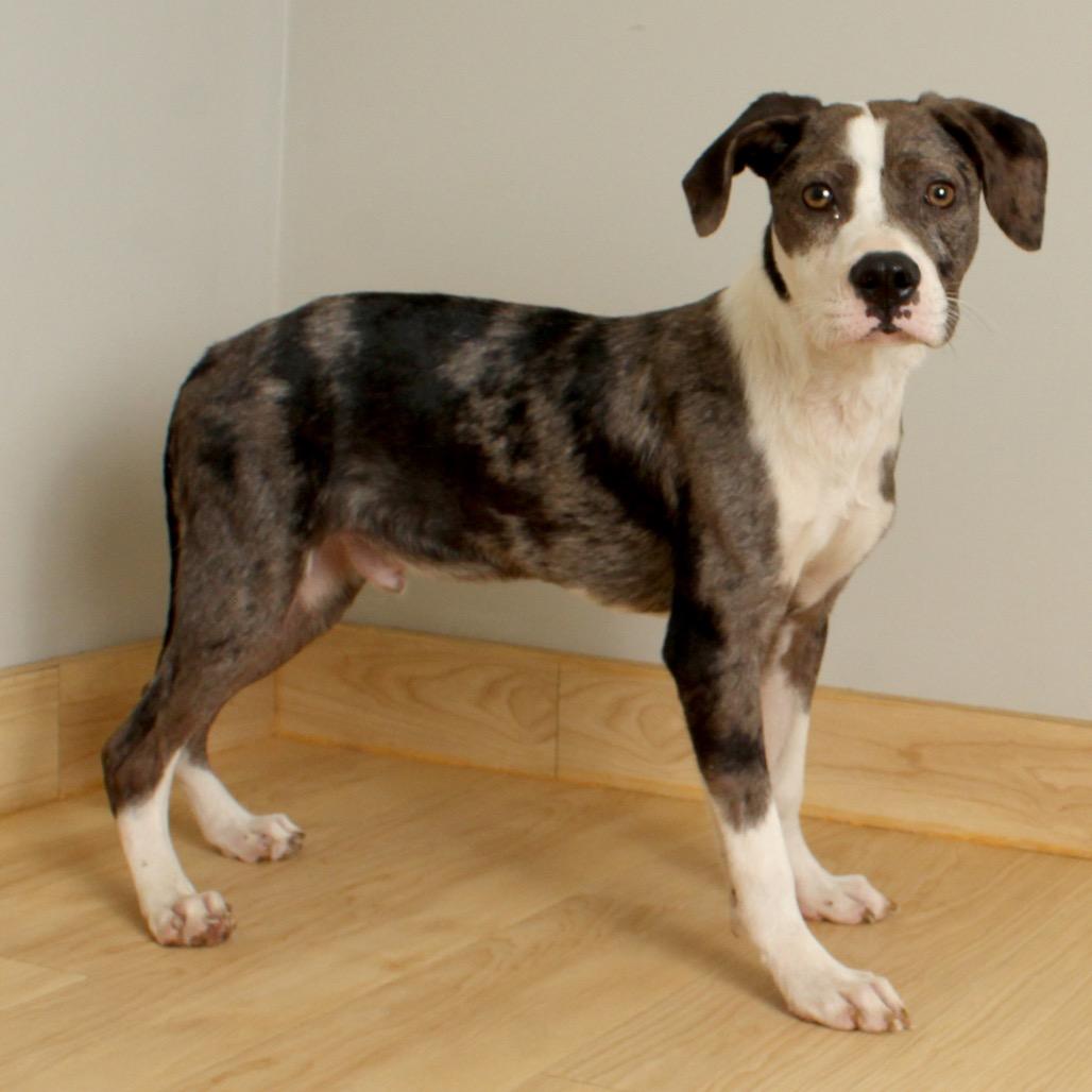 Bandito D66194, Adoptable, Young Male Catahoula Leopard Dog & Mixed Breed.