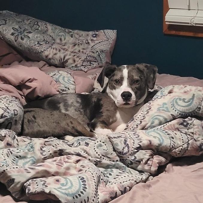 Enlarge Bandito D66194, a Adoptable mixed breed in Minnetonka, MN image 1/6