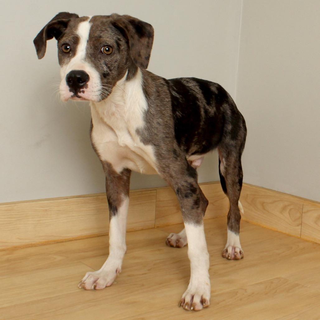 Enlarge Bandito D66194, a Adoptable mixed breed in Minnetonka, MN image 2/4