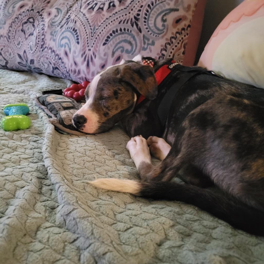 Enlarge Bandito D66194, a Adoptable mixed breed in Minnetonka, MN image 2/6