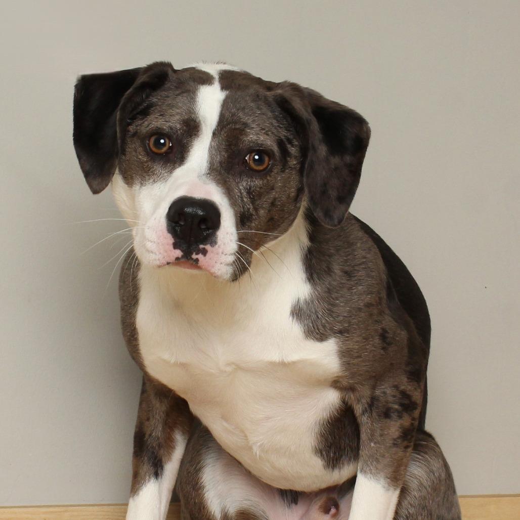 Enlarge Bandito D66194, a Adoptable mixed breed in Minnetonka, MN image 3/6