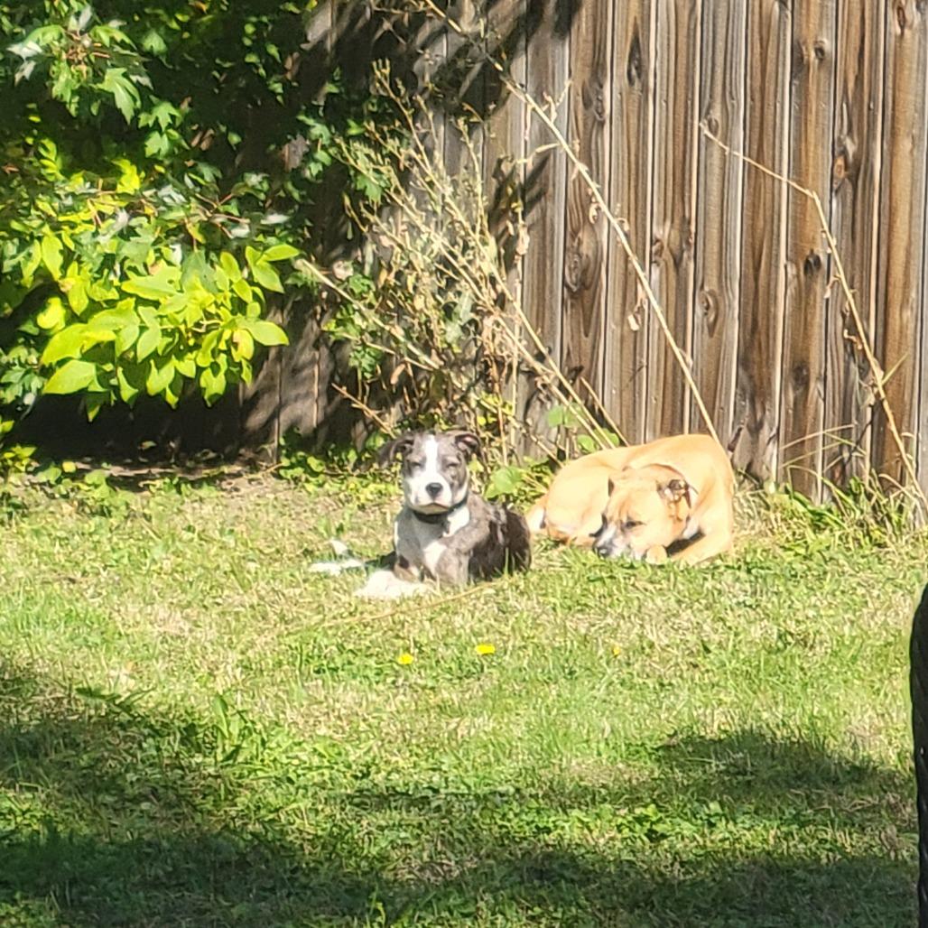 Enlarge Bandito D66194, a Adoptable mixed breed in Minnetonka, MN image 4/6