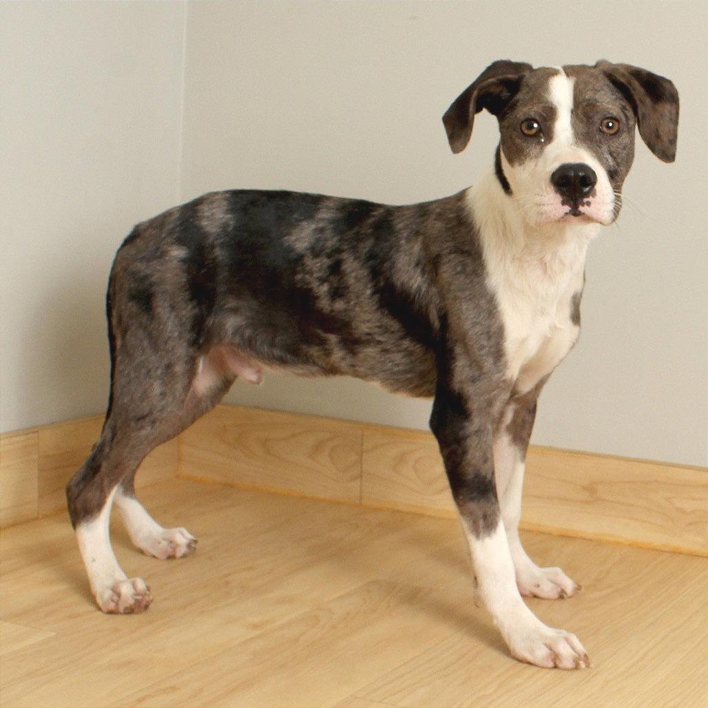 Enlarge Bandito D66194, a Adoptable mixed breed in Minnetonka, MN image 5/6