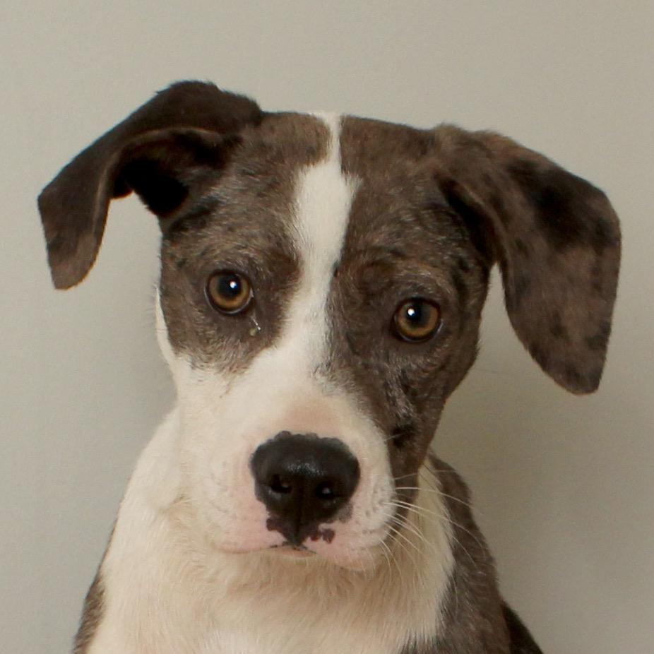Enlarge Bandito D66194, a Adoptable mixed breed in Minnetonka, MN image 3/4