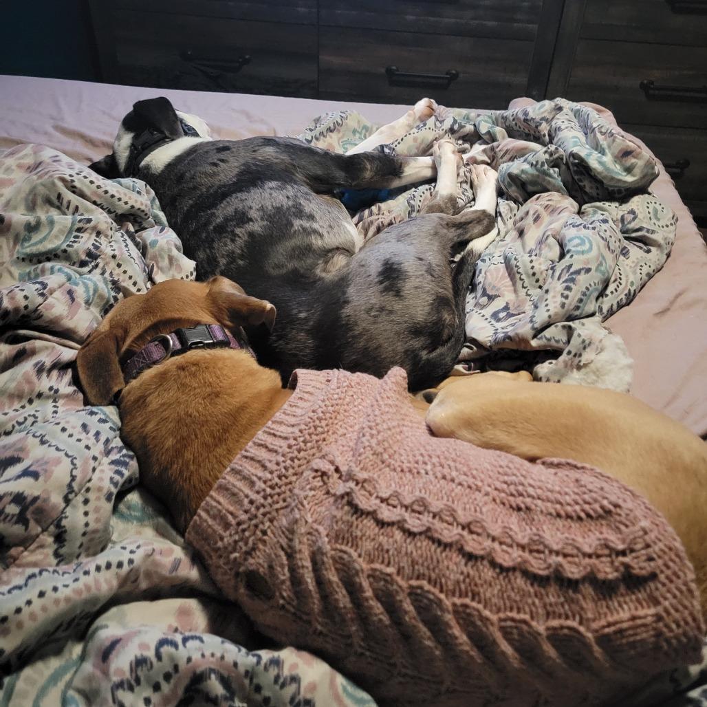 Enlarge Bandito D66194, a Adoptable mixed breed in Minnetonka, MN image 6/6