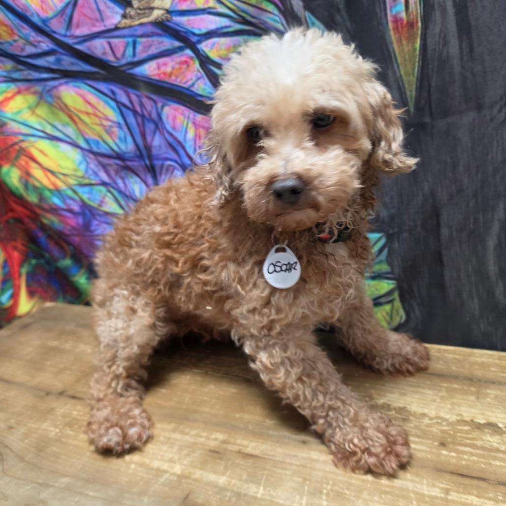 Enlarge Oscar, a Adoptable Miniature Poodle in Normal, IL image 1/5