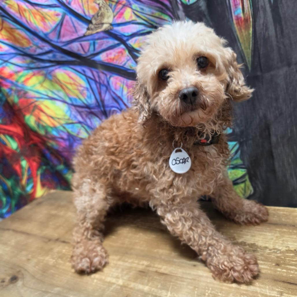 Enlarge Oscar, a Adoptable Miniature Poodle in Normal, IL image 2/5