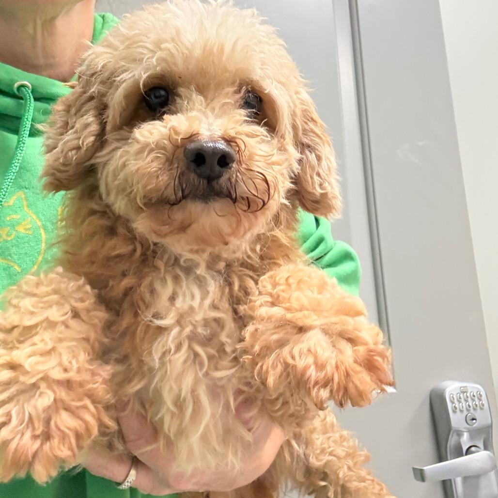 Enlarge Oscar, a Adoptable Miniature Poodle in Normal, IL image 4/5